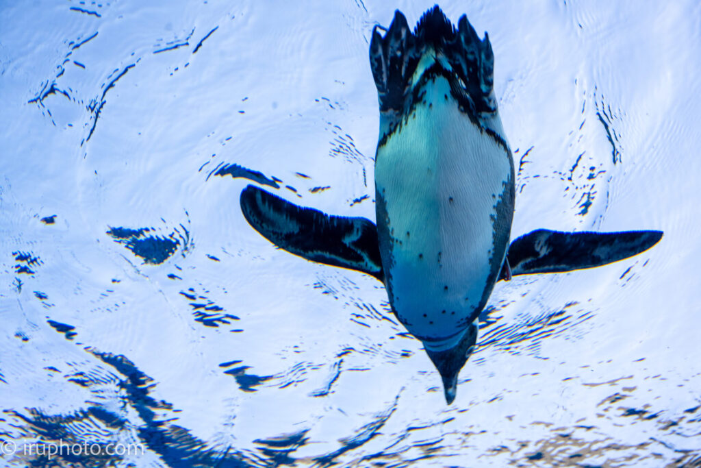 サンシャイン水族館　ペンギン