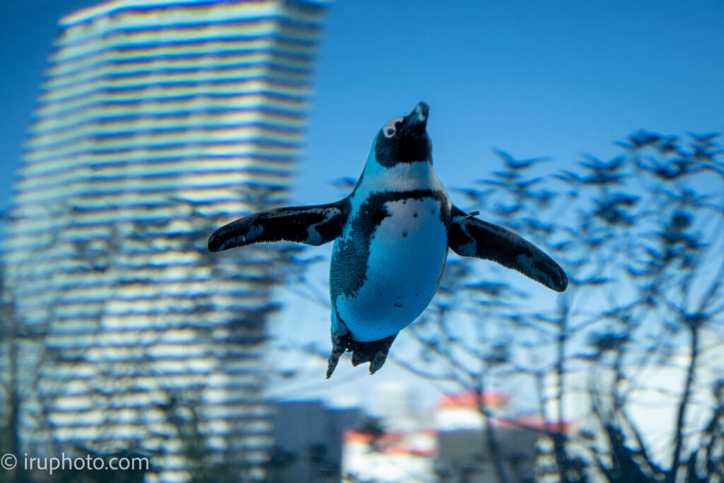 天空のペンギン