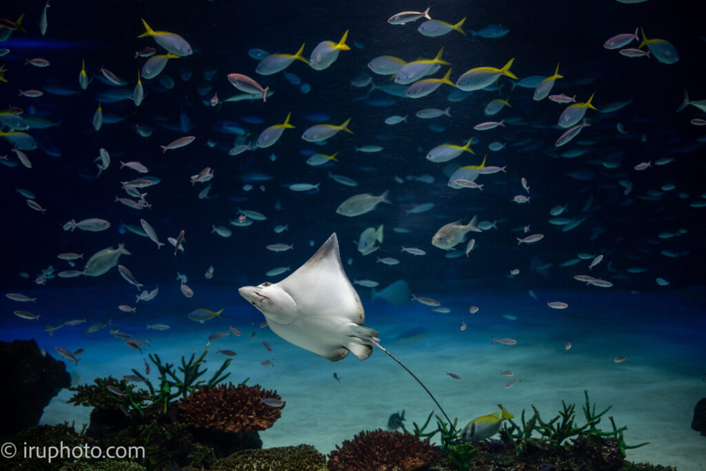 サンシャイン水族館　大水槽