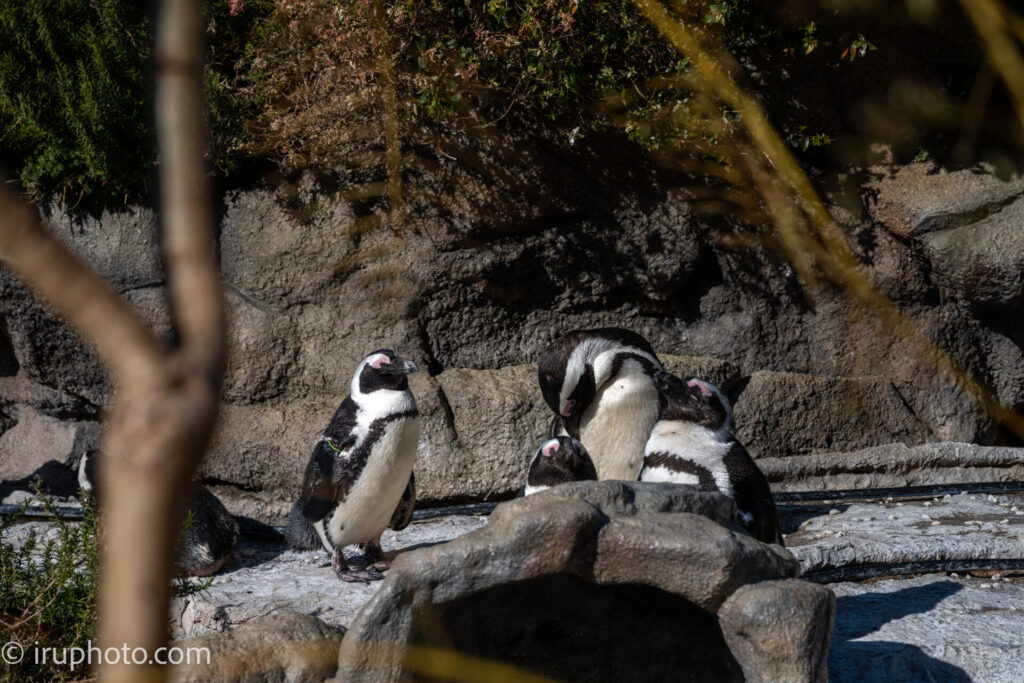 陸のペンギン