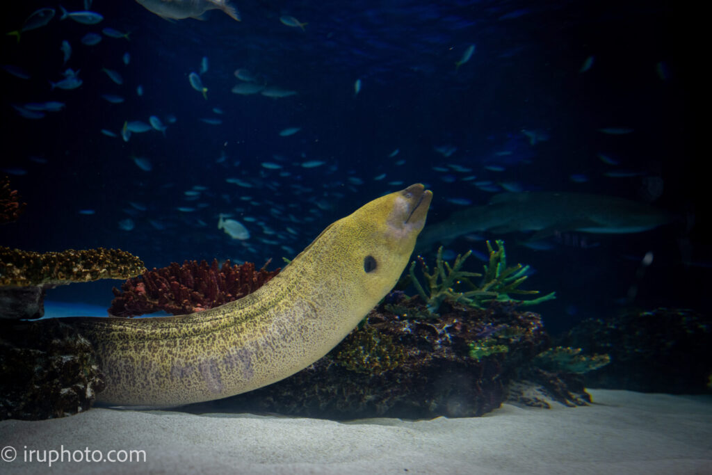 ウツボ　サンシャイン水族館