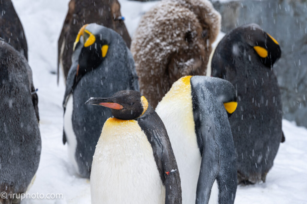 ペンギン　旭山動物園