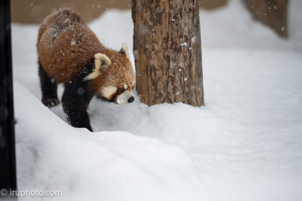 旭山動物園　レッサーパンダ