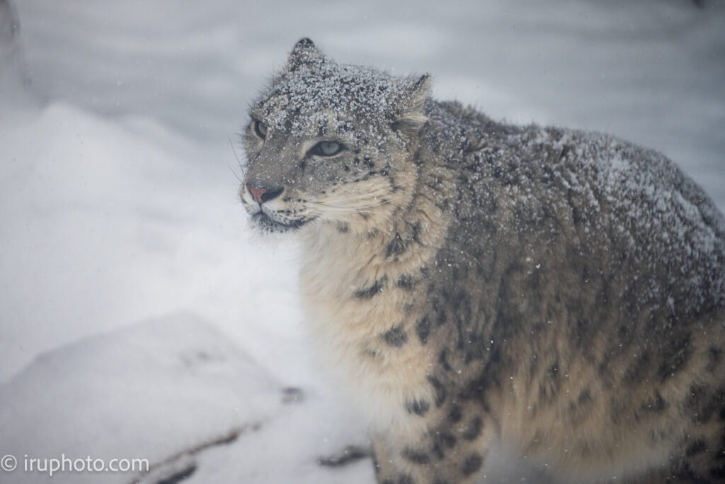 旭山動物園　ユキヒョウ