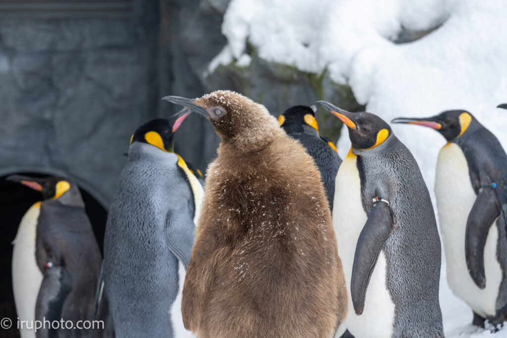 旭山動物園　ペンギン　ヒナ