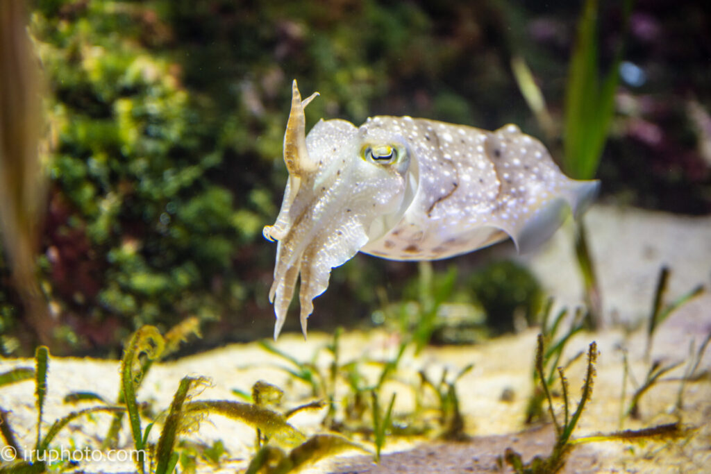 美ら海水族館　イカ