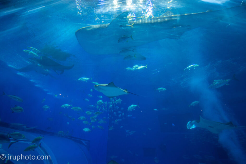 美ら海水族館　ジンベイザメ