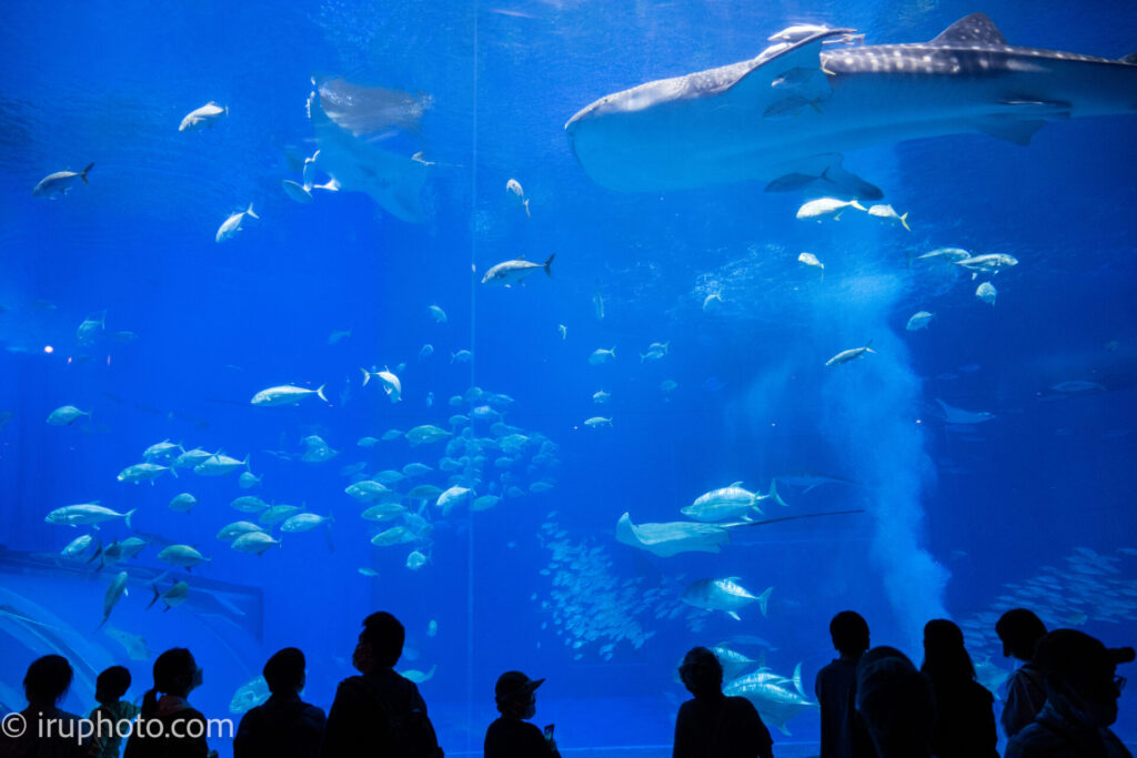 美ら海水族館　水槽